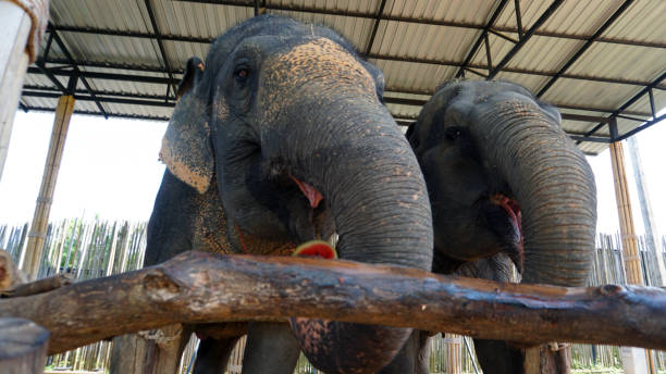 istock Elephants try to sniff the camera with their trunk 1410434914