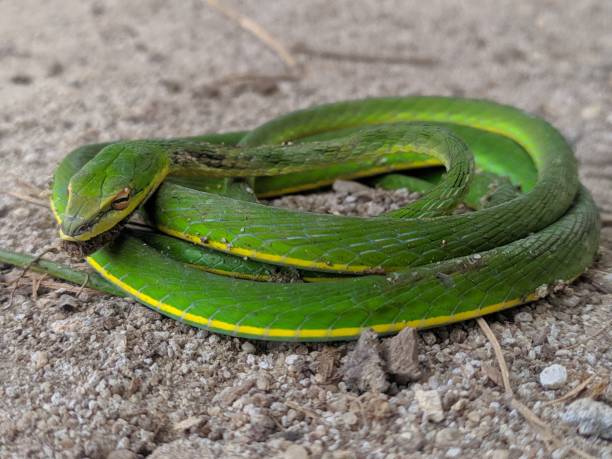 istock asian vine snake 1410435229