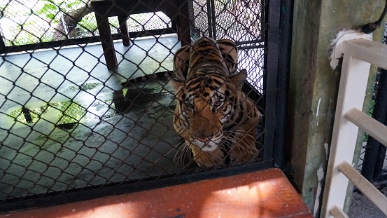 Beautiful tired tigers in the aviary. Tiger Zoo. Some tenderly play with each other, others lie, and others walk sad and tired. The tiger growls and looks at the camera through the bars. Phuket Zoo