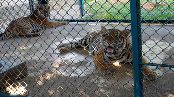 Beautiful tired tigers in the aviary. Tiger Zoo. Some tenderly play with each other, others lie, and others walk sad and tired. The tiger growls and looks at the camera through the bars. Phuket Zoo