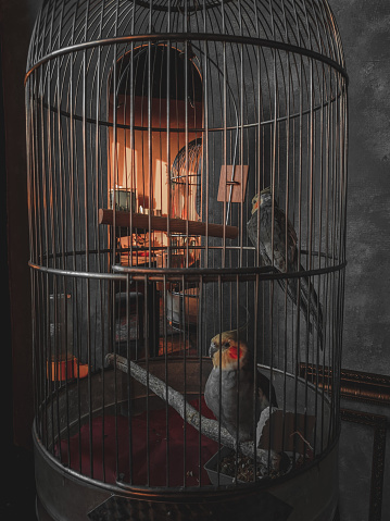 Two parrots in a cage. Dark background. Black style. Gray-orange color. High-quality photo