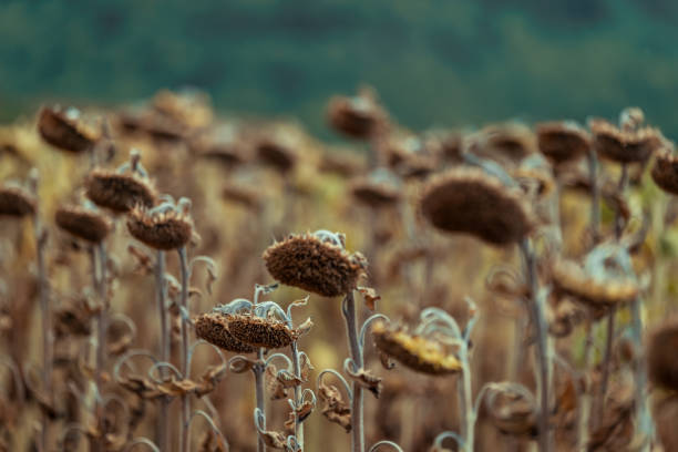 Dry sunflowers. Global warming concept.