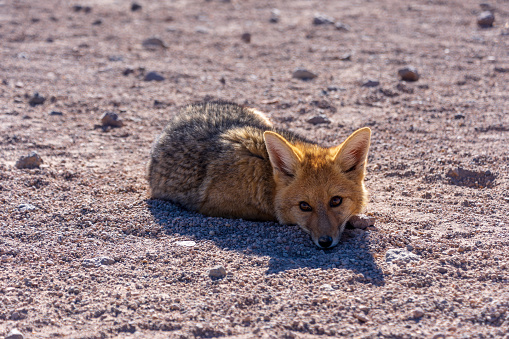 An Andean Fox or Culpeo (Lycalopex Culpaeus) in the Altiplano region of Bolivia.