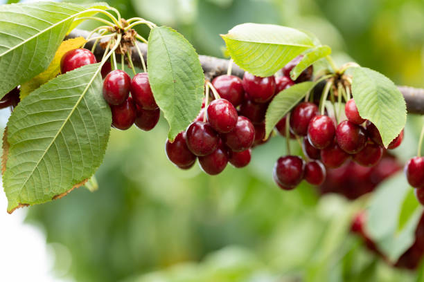 istock Cherry red berries on a tree branch with water drops after summer rain closeup. 1410437942