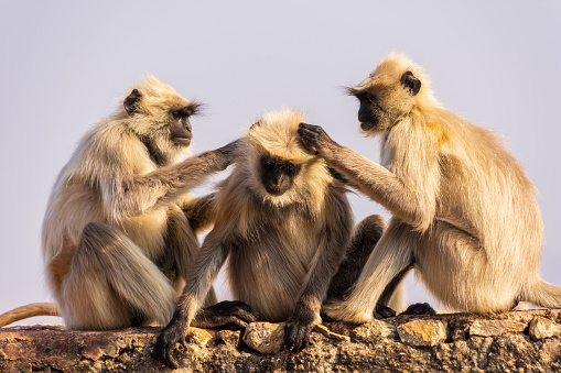A group of monkeys groom one another at the Amber Fort in Jaipur, India.