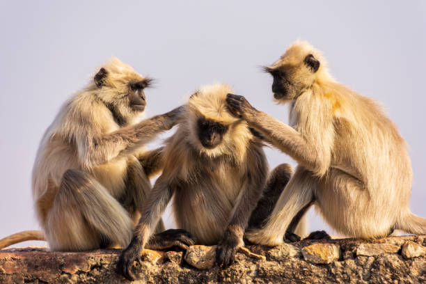 A group of monkeys grooming each other A group of monkeys groom one another at the Amber Fort in Jaipur, India. amber fort stock pictures, royalty-free photos & images