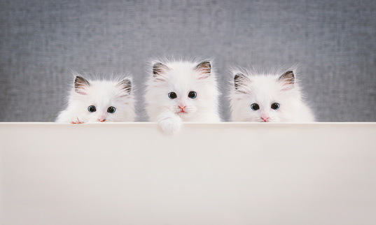 Three ragdolls, a cute and pretty white kitten with a surprised expression, put their paws on their feet and are looking at them in a cute pose.