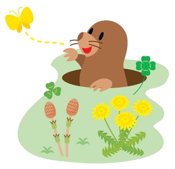 This is a mole, horsetails and dandelions. An illustration of the animal and spring flowers. mole animal stock illustrations