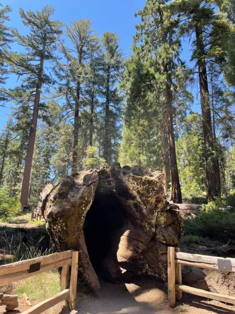 a árvore geral grant (sequoiadendron giganteum). - sequoia national forest - fotografias e filmes do acervo