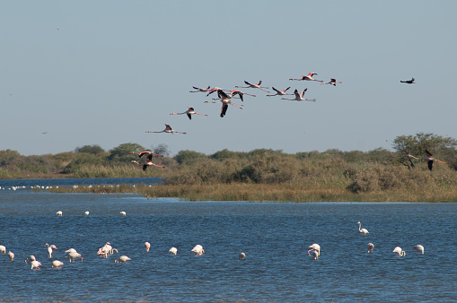 Greater flamingos Phoenicopterus roseus. Oiseaux du Djoudj National Park. Saint-Louis. Senegal.