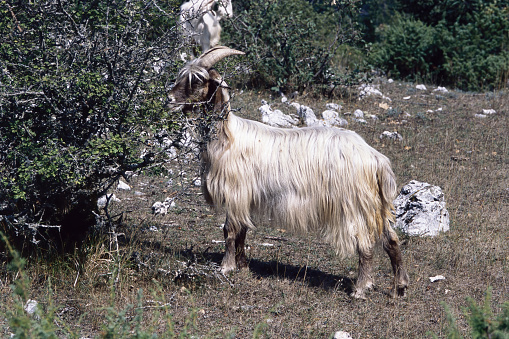 domestic goat grazing in a hilly wooded area