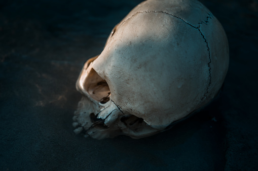 Human skull in water