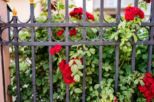 istock Red roses in garden 1410443811