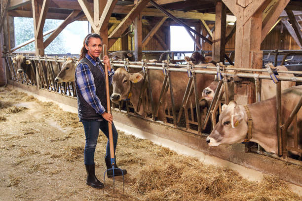 istock Female farmer feeding cows in a barn 1410444959