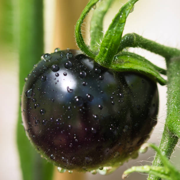 인디고의 블랙 토마토 장미 가보 품종 질감 클로즈업 - heirloom tomato organic tomato green tomato 뉴스 사진 이미지