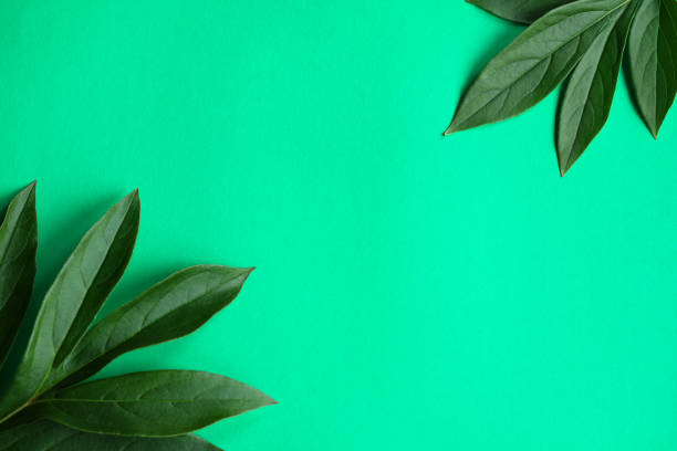 istock Peony leaves on a green background, top view. 1410445964