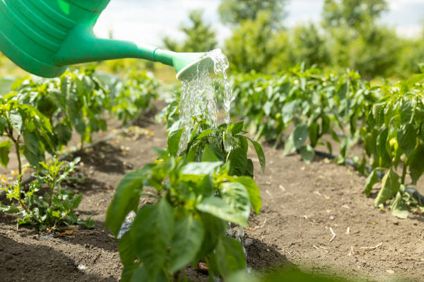 istock Sweet pepper plants get water with a watering can 1410446810