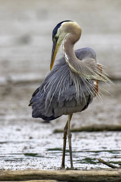 istock Great Blue Heron on the waters edge 1410448882