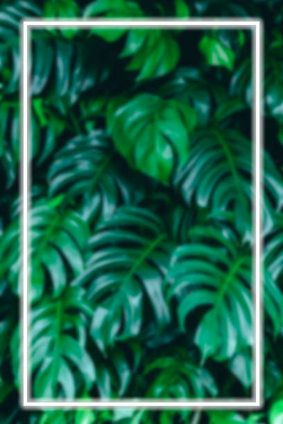 istock Square shaped fluorescent frame on monstera leaf green background with tropical plants, nature concept, summer copy space for banner, poster, card, sale advertisement, party invitation, no focus. 1410450174