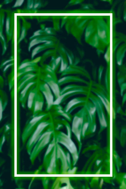 istock Square shaped fluorescent frame on monstera leaf green background with tropical plants, nature concept, summer copy space for banner, poster, card, sale advertisement, party invitation, no focus. 1410450176