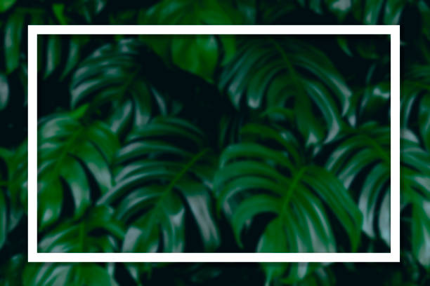 istock Square frame on monstera leaf green background with tropical plants, nature concept, summer copy space for banner, poster, card, sale advertisement, party invitation, no focus. 1410450178