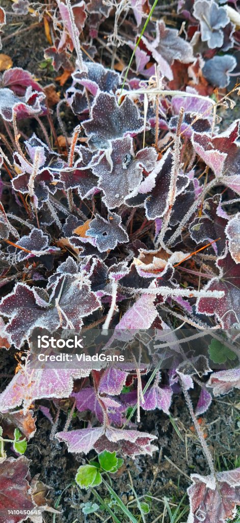 autumn leaves in the frost Background of autumn leaves in the frost Abstract Stock Photo