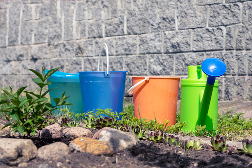 colored plastic buckets for watering flowers in a flower bed and a watering can with water. gardening and floriculture