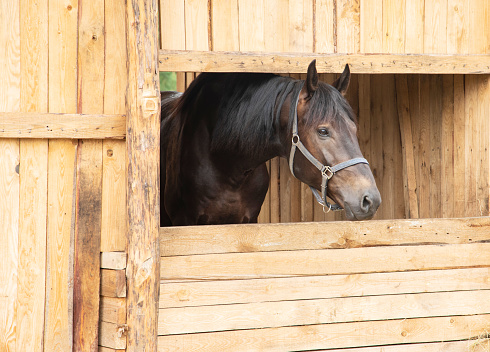 Horse in eco farm