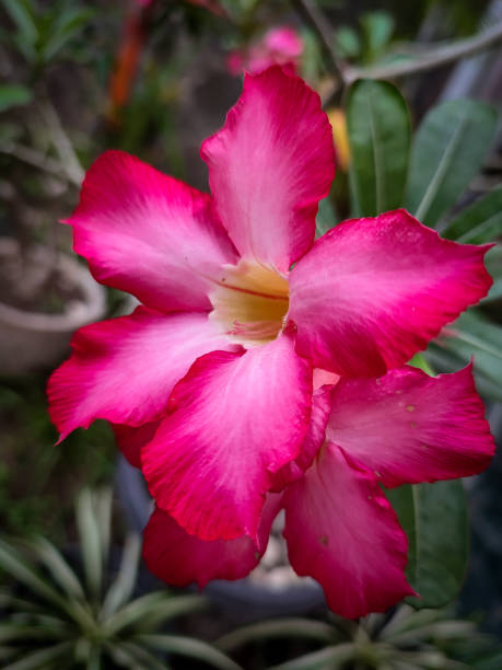 istock Adenium obesum (Cambodia Japan) from Indonesia 1410451651