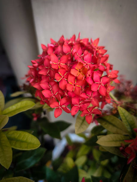 istock A red flower namely Chinese ixora 1410451781