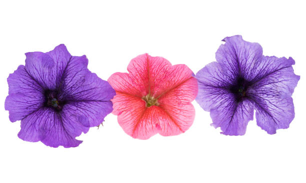 istock beautiful petunia flower isolated 1410453337