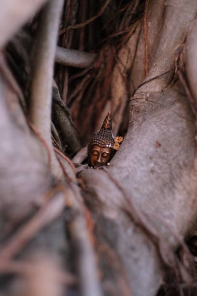 A head of miniature statuette of Buddha, embraced with a branches of a big tree