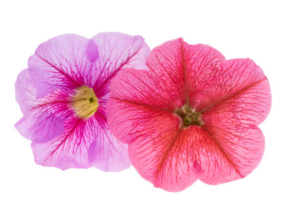 istock beautiful petunia flower isolated 1410453401