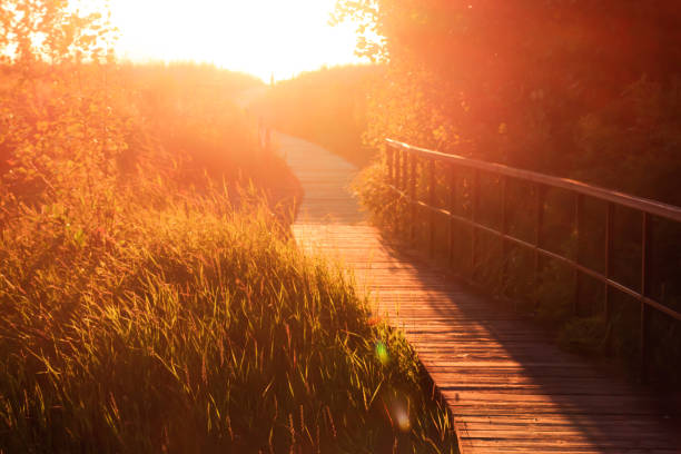 istock wooden footpath (trail) at sunset (bokeh, blurred background, light flare) 1410454200