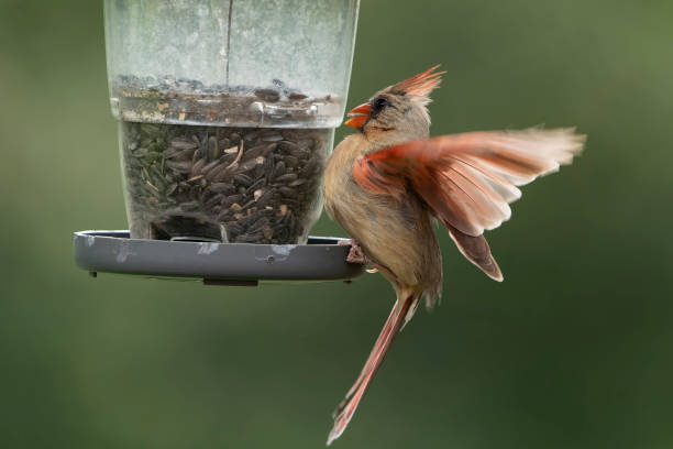 istock Northern Cardinal balances on the bird feeder 1410455124