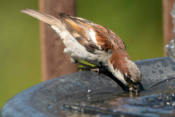 istock A Sparrow takes a drink in the bird bath 1410455126