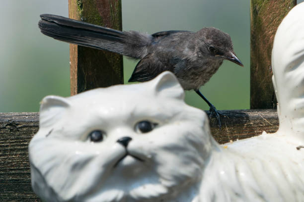 istock Catbird on a ornamental cat 1410455130