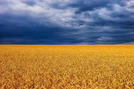 Golden wheat field in sunshine