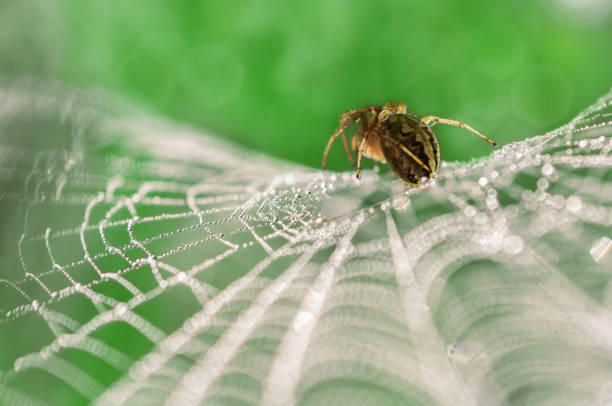 A detailed image of a spider, possibly from the Araneidae family, resting on its web. The delicate strands of the web provide contrast to the blurred backdrop, creating a sense of nature's art.