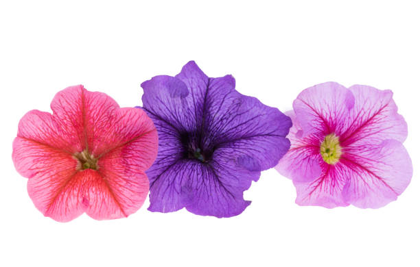 istock beautiful petunia flower isolated 1410455681
