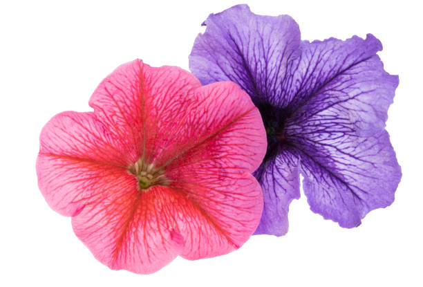 istock beautiful petunia flower isolated 1410455709