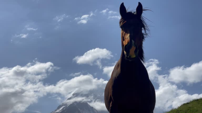 Funny horse portrait long time intently gazing at camera while it gazing on green grass hill with Kazbek 5054m mountain landscape on background near the village of Stepantsminda in Georgia.