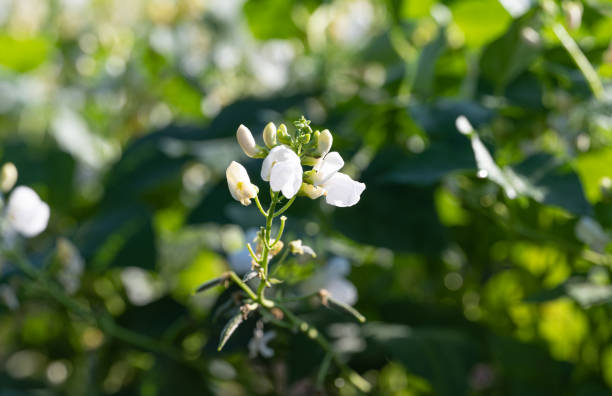 istock blooming beans growing on the field in summer 1410456784
