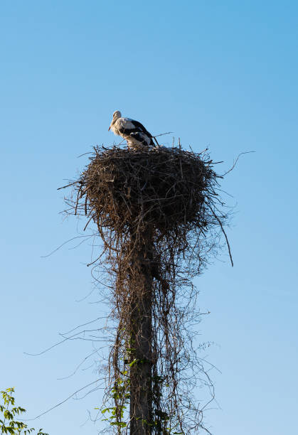 istock stork nest against the blue sky 1410457958