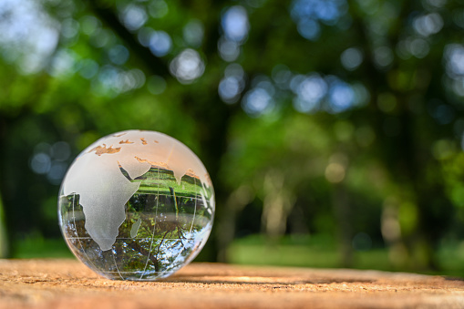 globo de cristal en el tocón de un árbol en el bosque photo