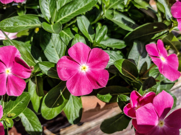 istock Periwinkle (Catharanthus roseus) flowers. Closeup 1410459262