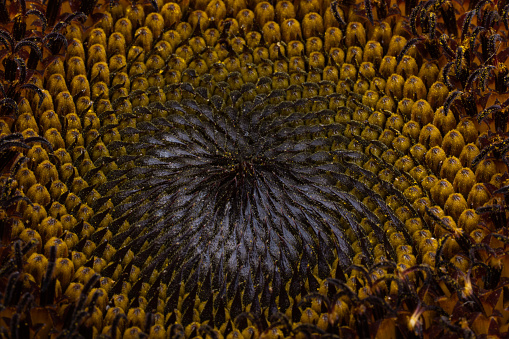 background of sunflower flower close-up macro