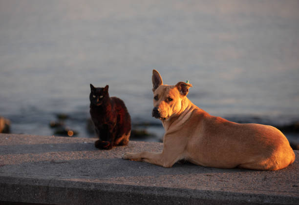 Black cat and brown dog Cat and dog friendship stray animal stock pictures, royalty-free photos & images