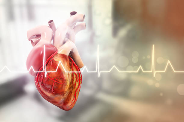 Human heart anatomy on blurred medical background. 3d illustration stock photo