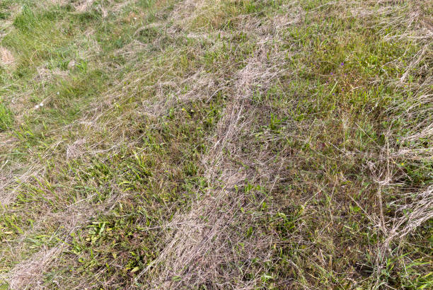 istock Green grass in a field in the summer, a field with 1410461147